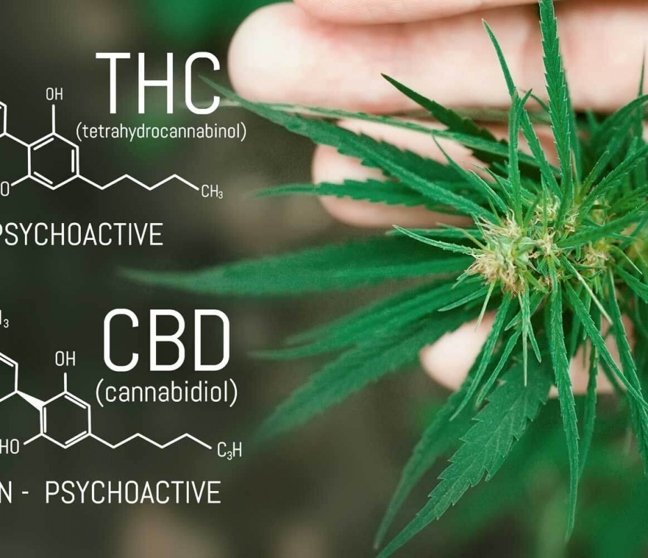 Difference Between CBD and THC. 